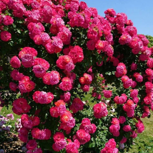 Elegant Climbing Rose Flower Seeds🌹
