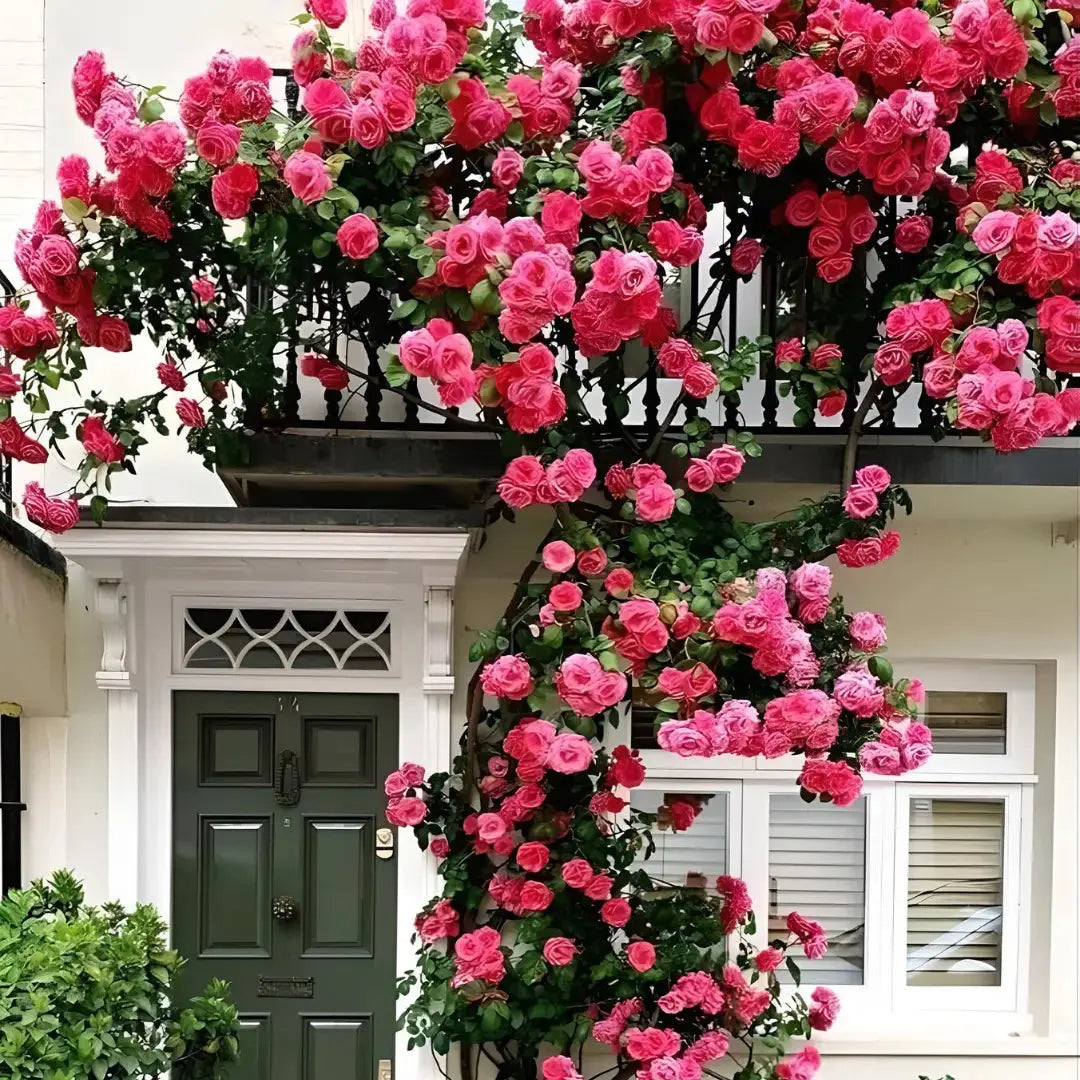 Elegant Climbing Rose Flower Seeds🌹