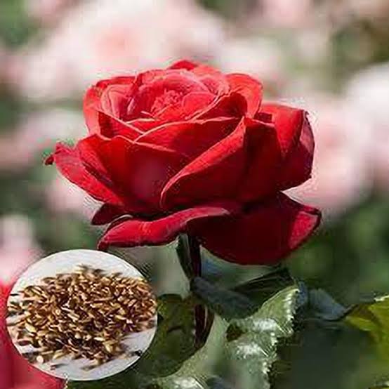 Elegant Climbing Rose Flower Seeds🌹